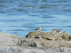 Calidris maritima