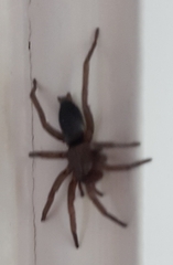 Scotophaeus blackwalli