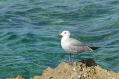 Ichthyaetus audouinii