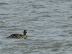 Somateria mollissima