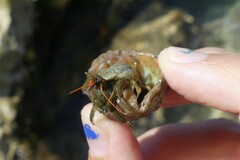 Clibanarius erythropus