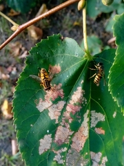 Helophilus pendulus