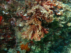 Sphaerococcus coronopifolius