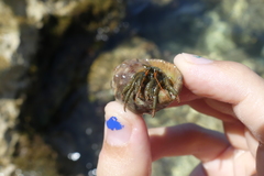 Clibanarius erythropus