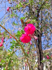 Cantua buxifolia