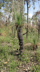 Xanthorrhoea johnsonii