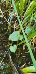 Calla palustris