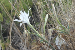 Pancratium maritimum
