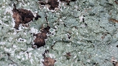 Punctelia subrudecta