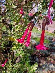 Cantua buxifolia