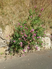 Centranthus ruber