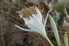 Pancratium maritimum