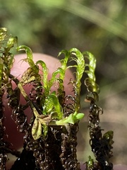 Scorpidium revolvens