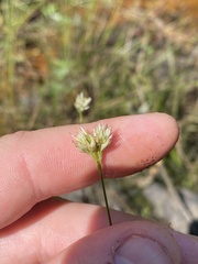 Rhynchospora alba