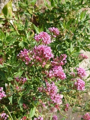 Centranthus ruber