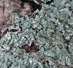 Punctelia subrudecta