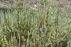 Salicornia
