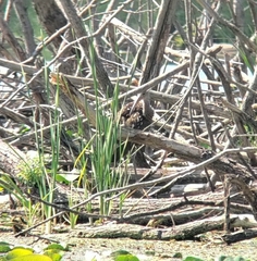 Aramus guarauna