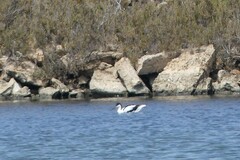 Recurvirostra avosetta