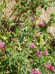 Centranthus ruber