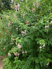 Fuchsia magellanica