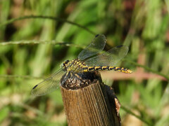 Onychogomphus forcipatus