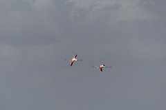 Phoenicopterus roseus