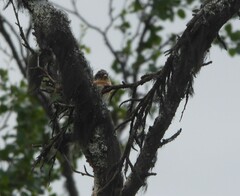 Fringilla montifringilla