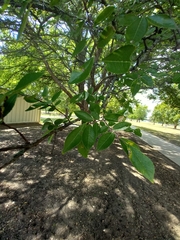 Ulmus parvifolia