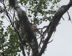 Fringilla montifringilla