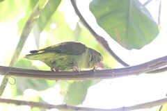 Brotogeris cyanoptera