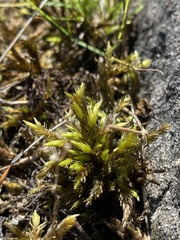 Climacium dendroides