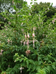 Fuchsia magellanica