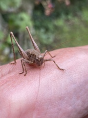 Pholidoptera griseoaptera