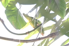 Brotogeris cyanoptera