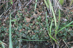Marchantia polymorpha polymorpha