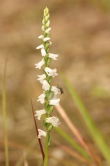 Spiranthes tuberosa