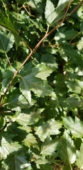 Acer ginnala