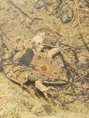 Pelophylax perezi