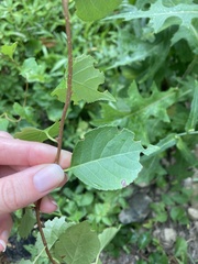 Celastrus orbiculatus