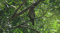 Accipiter brevipes