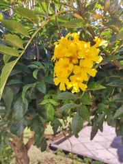 Tecoma stans