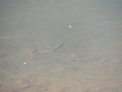 Squalius cephalus