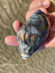 Buccinum undatum