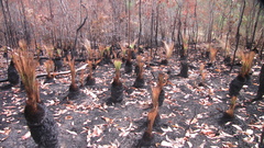 Xanthorrhoea johnsonii