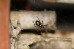Steatoda borealis