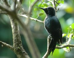 Melanerpes herminieri