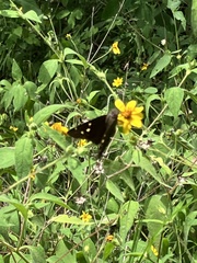 Thorybes dorantes dorantes