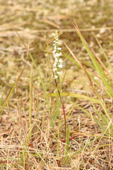 Spiranthes tuberosa
