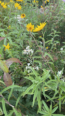 Anaphalis margaritacea